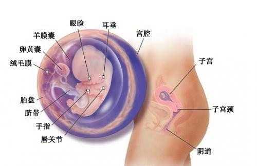 北京供卵试管儿_记录我的三代试管婴儿取卵经历